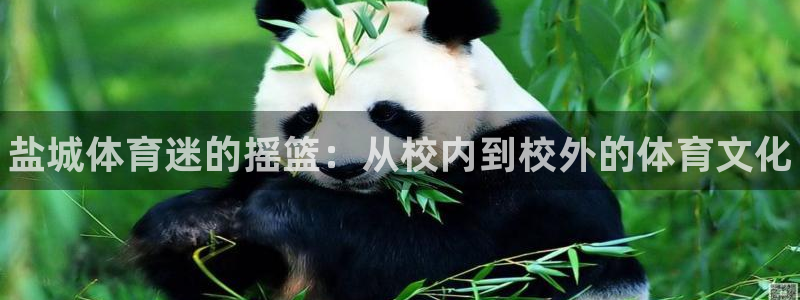 三亿体育登录：盐城体育迷的摇篮：从校内到校外的体育文化